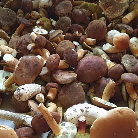 Apartmán Plešivec *